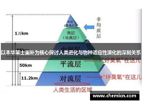 以本华莱士面补为核心探讨人类进化与物种适应性演化的深刻关系